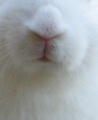 bunnycrop