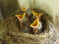 Cheep?