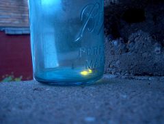 Flashlight bee.
