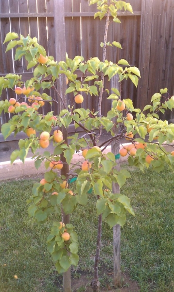 Apricots