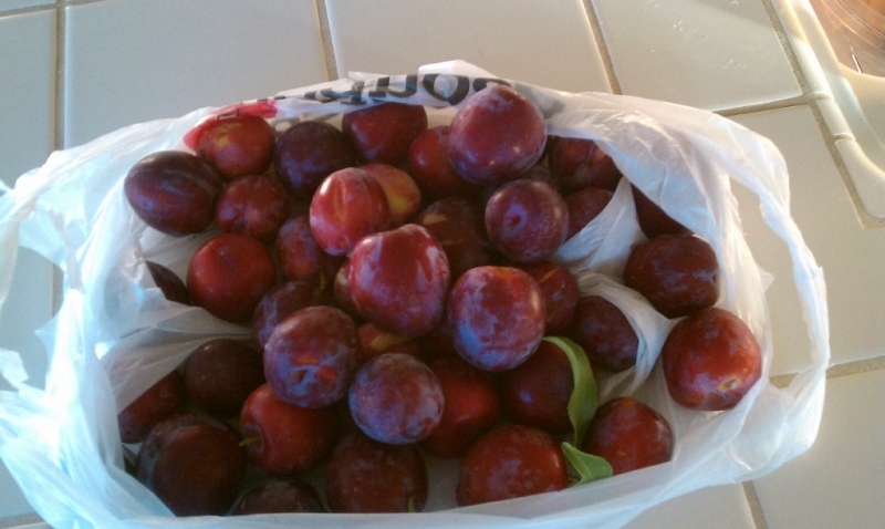 Plums